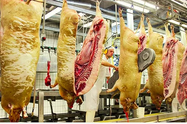 INS:  Animal and bird sacrifices and meat production