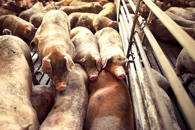 Smithfield închide aproape 40 de ferme în Missouri