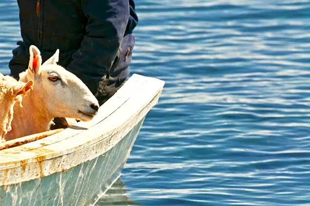 Precizări privind exportul de ovine în Maroc și Iordania