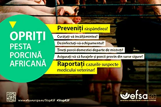România se alătură EFSA în campania de stopare a pestei porcine africane (#StopASF)