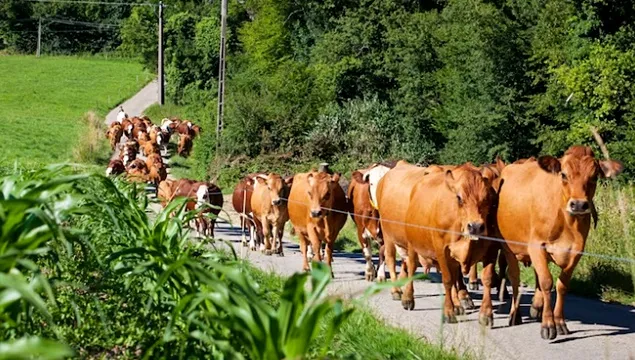 Inovații simple dar inteligente în fermele de animale