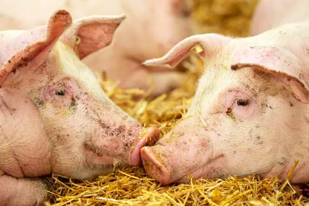 ANSVSA: Actualizarea situației privind evoluția Pestei Porcine Africane
