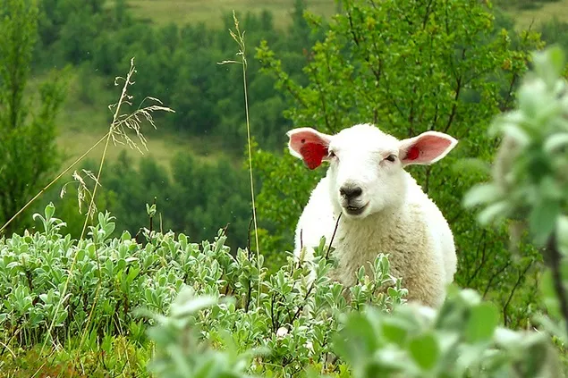 Pastoralismul analizat la Convenția Carpatică 2023
