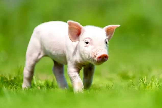 Alternative vegetale la formulările cu soia din nutriția suinelor