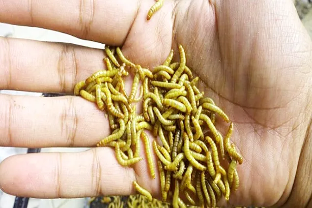 EFSA has approved a new product based on larvae