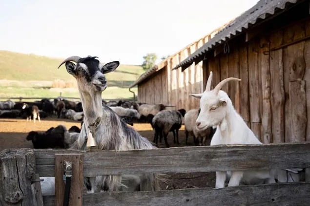 INS: Producţia animală obținută în anul 2022 în exploatațiile agricole