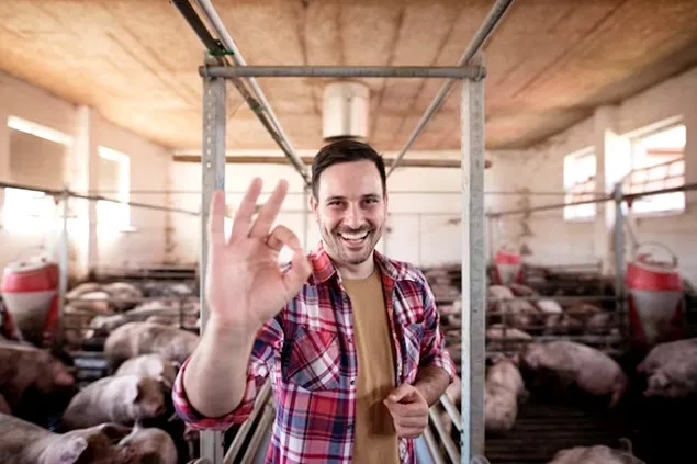 Aditivul cu acid humic reduce mirosul de gunoi de grajd în fermele de porci