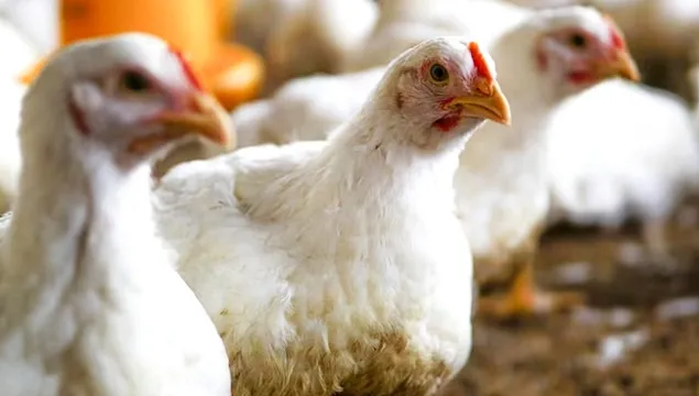 UE a reglementat mult mai strict regimul biocidelor cu utilizare în ferme