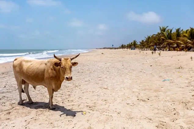 Managementul stresului termic al efectivelor de bovine