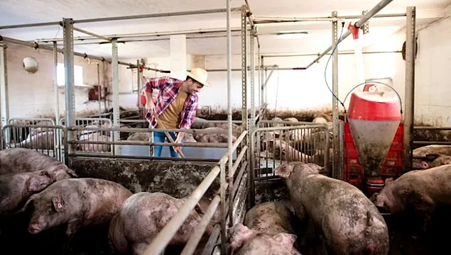 Costul reducerii emisiilor de gaze cu efect de seră în fermele de porci