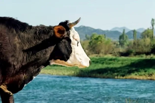Măsuri obligatorii pe care trebuie să le respecte crescătorii de animale în perioadele caniculare