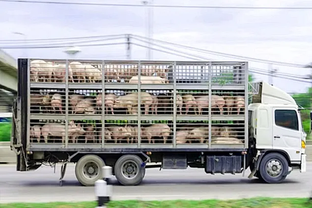 CEC: Costurile transportului de animale în UE