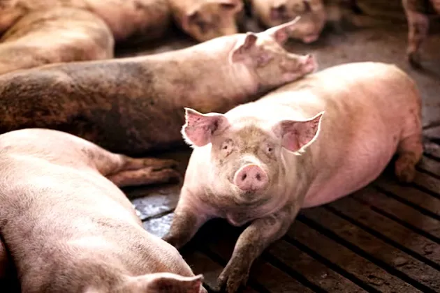 Innovations to remember from World Pork Expo