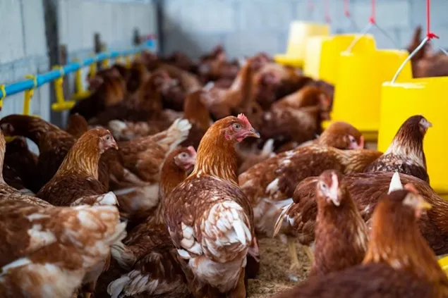 Nutriția și sănătătea păsărilor de curte