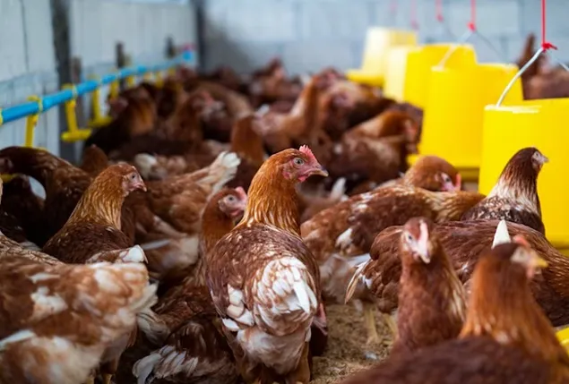 Cum influențează mineralele stabilitatea nutrienților din dieta păsărilor de curte?