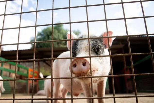 Exportul rusesc de carne de porc depășește cele mai optimiste prognoze