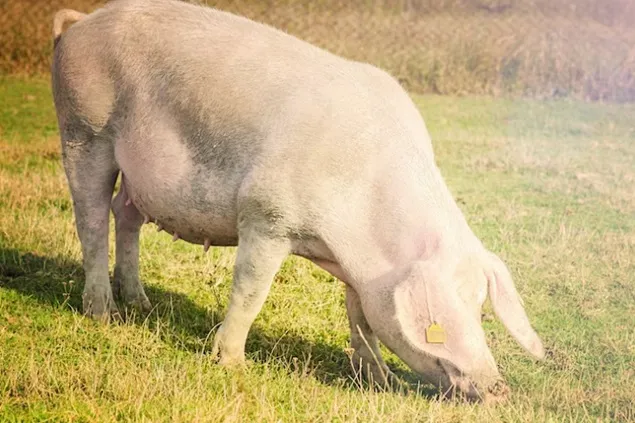 Care sunt provocările actuale de a produce porci cu coadă lungă?