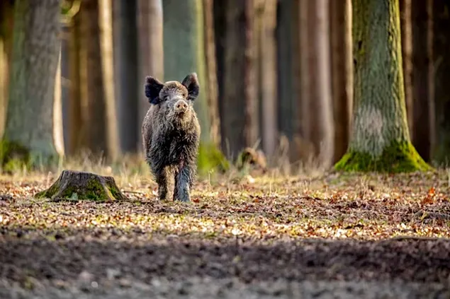 African swine fever has also detected in Sweden