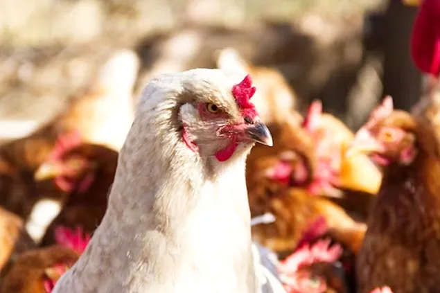 Polonia rămâne cel mai mare producător de păsări de curte din UE