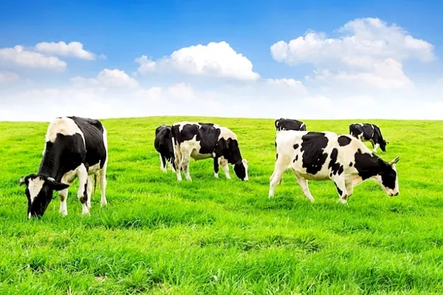 INS: Efectivele de bovine la 1 iunie 2023