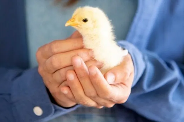 EFSA: Vaccination of poultry against highly pathogenic avian influenza