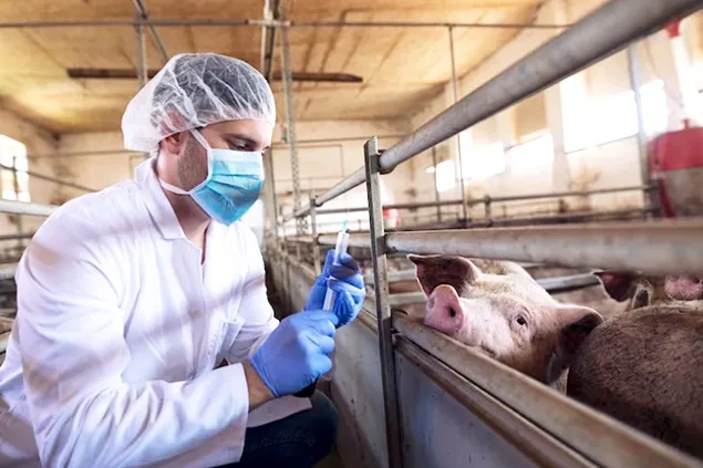 Care este legătura dintre cozile rănite, leziuni și ulcere la porci?