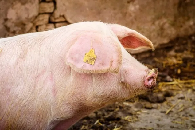 Molecular agriculture and cultivation of pork protein in pink soybean