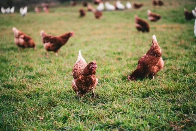 Influența cerealelor bogate în metionină asupra creșterii păsărilor în sistem ecologic