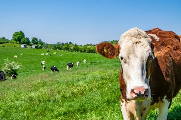 Managementul grăsimilor din dietele vacilor cu lapte