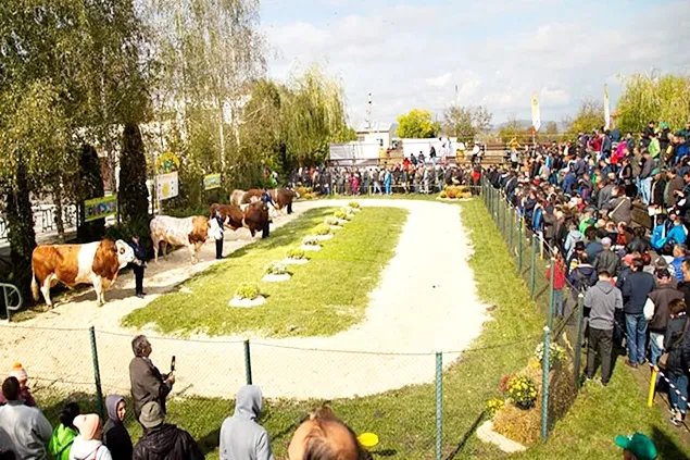 Semtest BVN-Mureș va organiza Parada Taurilor 2023 pe 7 octombrie