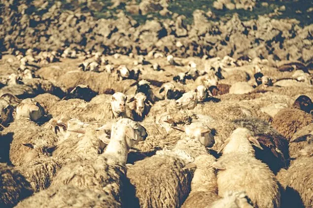 ANSVSA deshide noi oportunități pentru export pentru fermierii români