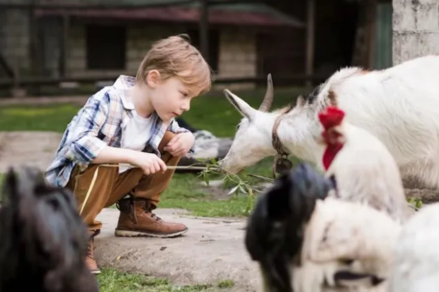 MADR a stabilit valoarea sprijinului cuplat în zootehnie