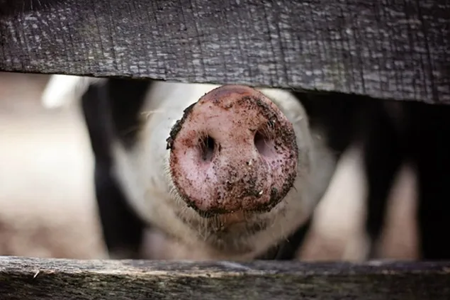 Producția europeană de carne de porc scade constant