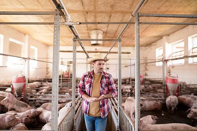 PigProgress: Pe crescătorii de porci îi așteaptă o iarnă grea