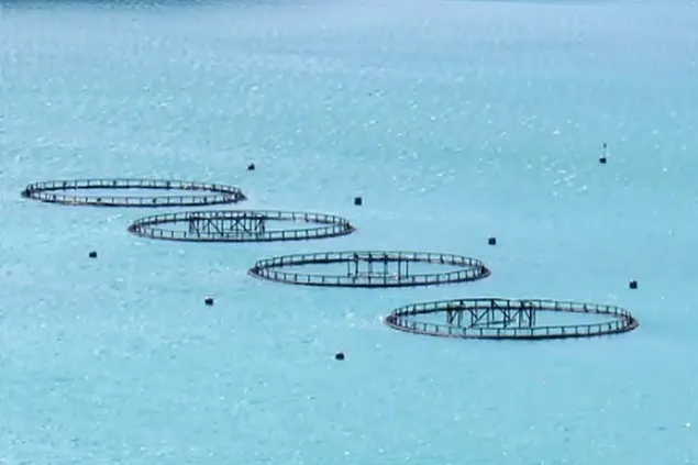 EU aquaculture stagnates despite considerable support
