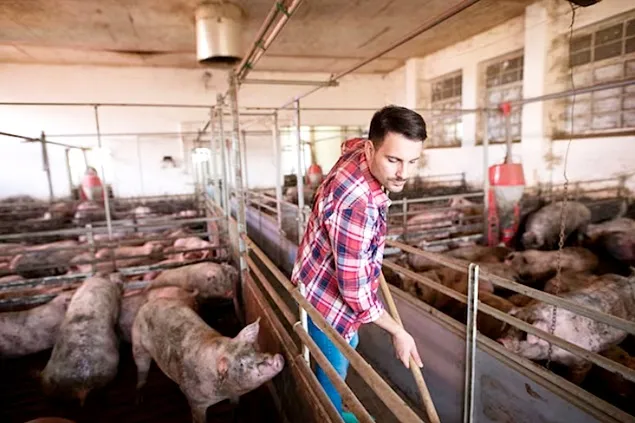 Europa este condamnată să își distrugă producția de porci?