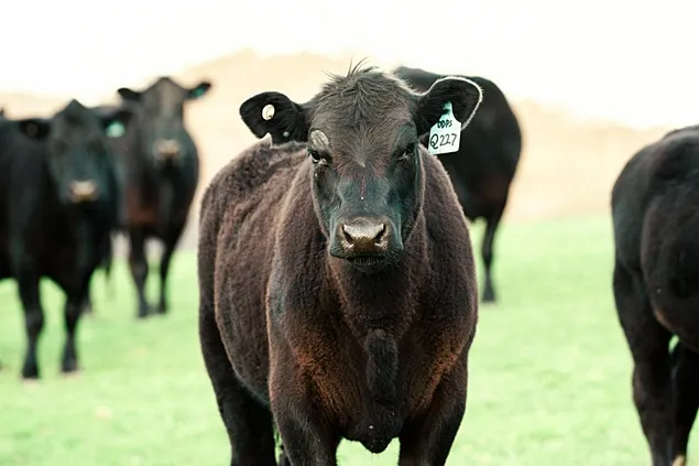 Proiect pentru susținerea activității crescătorilor dE bovine de carne și bivolițe