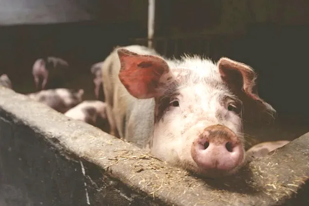 USDA: Exportul de porci al Europei va scădea în 2024