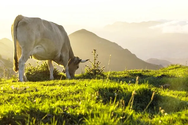 Companii globale de produse lactate anunță o alianță pentru reducerea emisiilor de metan la COP28