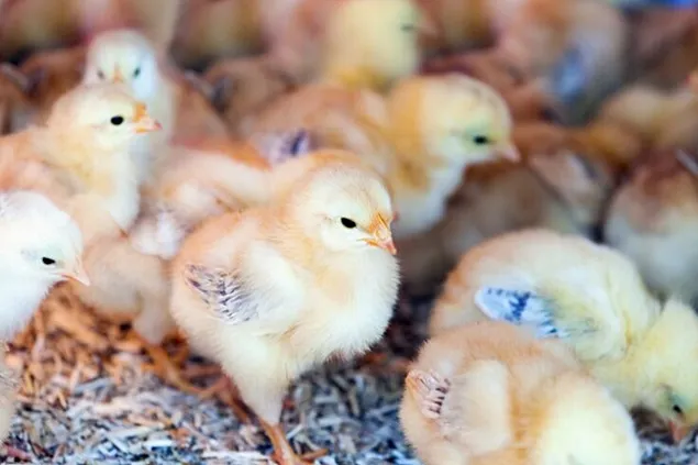 Real-time polymerase chain reaction for sex genotyping of poultry