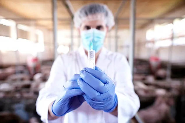 WOAH avertizează cu privire la riscul vaccinurilor ASF sub standardul de siguranță