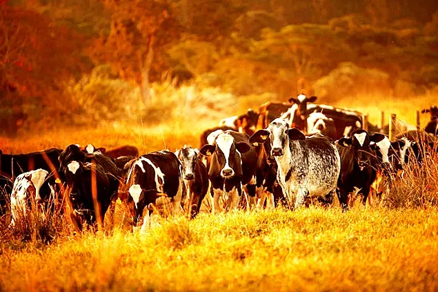 Cine ar trebui să sprijine fermierii de lactate în tranziția către sisteme de agricultură etică?