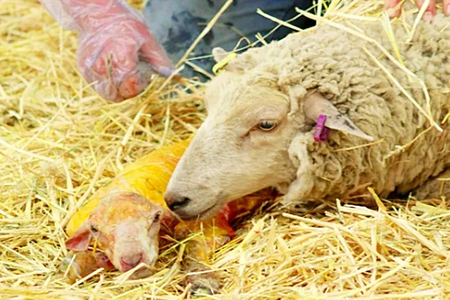 Recomandări pentru perioada fătărilor la ovine