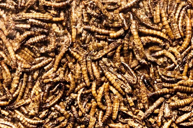 Începe producția de masă de formule nutriționale proteice pe bază de insecte, pentru animale