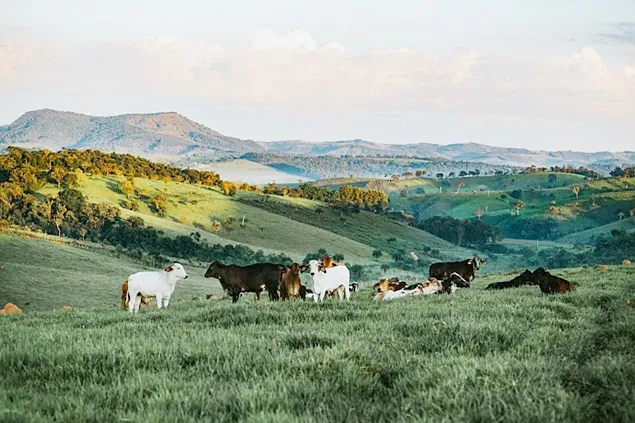 Proiect de susținere a crescătorilor de animale prin acordarea unui sprijin de 5,2 milioane de euro