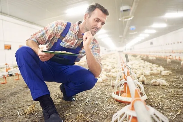 Reducerea antibioticelor în fermele de animale cu ajutorul aditivilor nutriționali