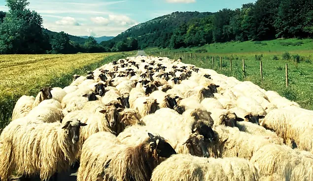 România poate începe exportul de ovine și carne de ovine în Algeria