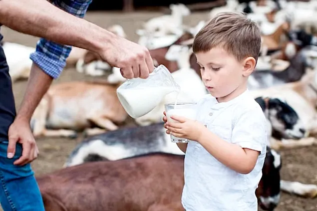 INS: Collected milk and dairy production