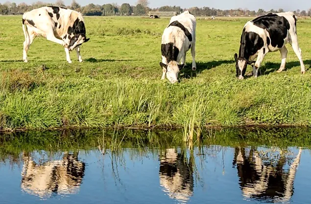 The reorganization pushes FrieslandCampina towards a negative balance sheet