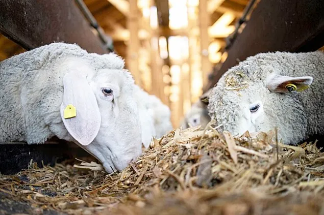 Activitățile de sezon în sectorul de creștere a animalelor